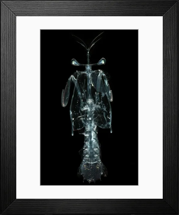 Framed Print : Lobster Larva