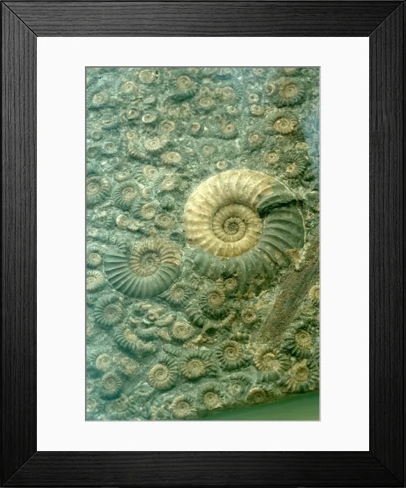 Framed Print : Fossiliferous Limestone Framed Print : Fossiliferous Limestone