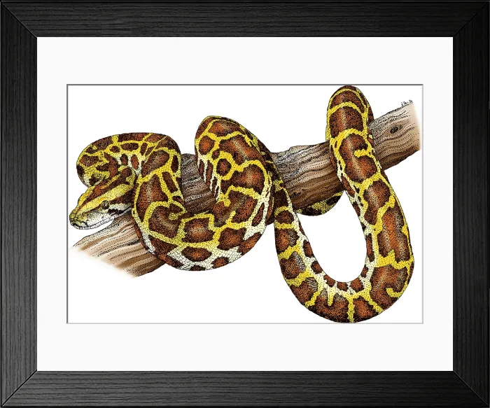 Framed Print : Burmese Python Framed Print : Burmese Python