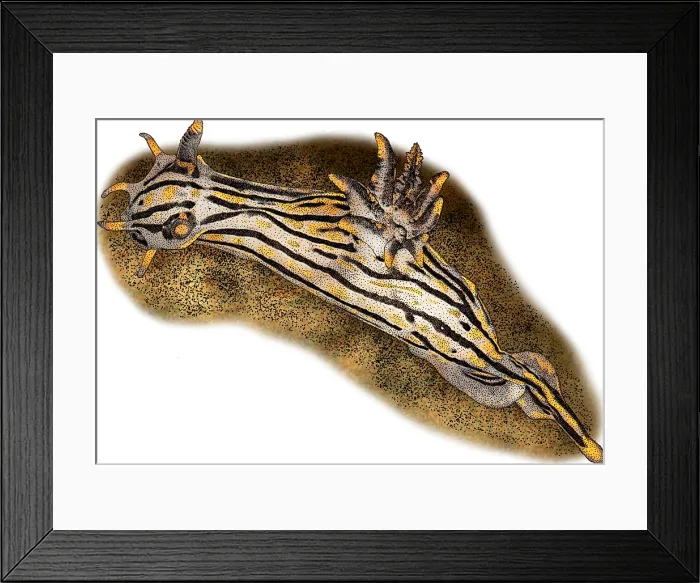 Framed Print : Orange Spike Polycera, Illustration