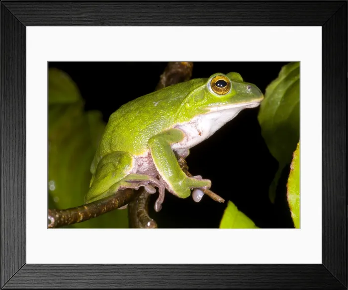 Framed Print : Japanese Rhacophoprid Frog Framed Print : Japanese Rhacophoprid Frog
