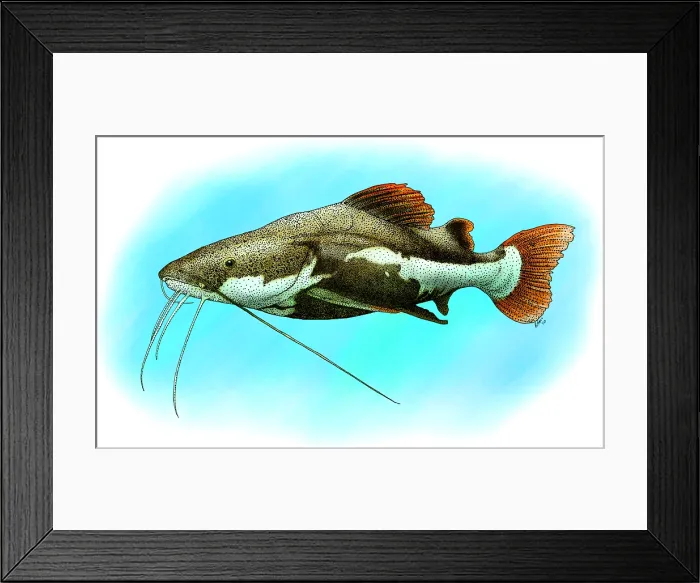 Framed Print : Redtail Catfish Framed Print : Redtail Catfish