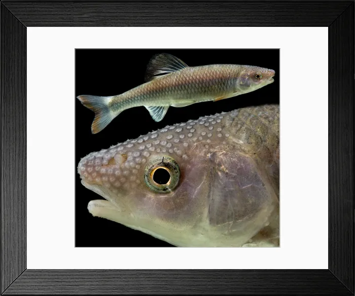 Framed Print : Male Whitetail Shiner (Cyprinella galactura) Framed Print : Male Whitetail Shiner (Cyprinella galactura)