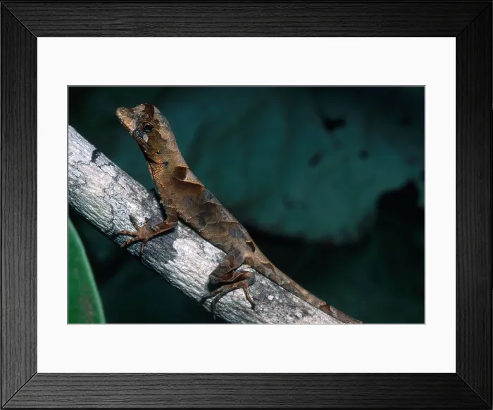Framed Print : Anolis Lizard, Ecuador Framed Print : Anolis Lizard, Ecuador