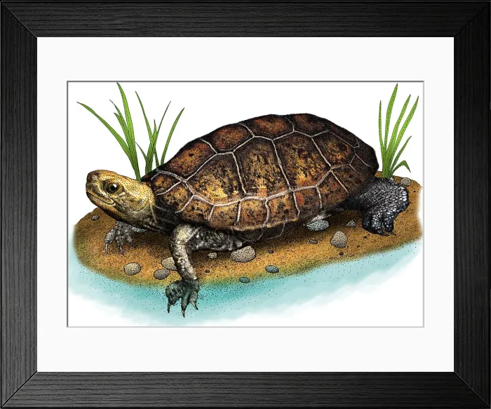 Framed Print : Japanese pond turtle