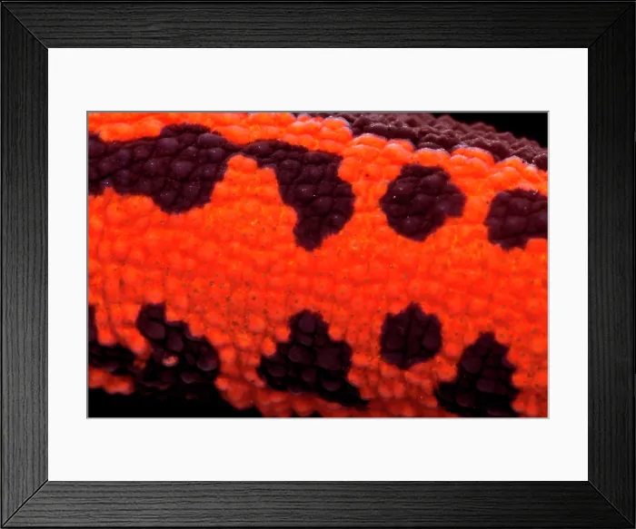 Framed Print : Firebelly Newt (Cynops pyrrhogaster) Framed Print : Firebelly Newt (Cynops pyrrhogaster)