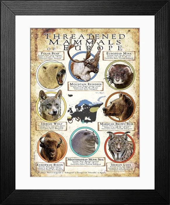 Framed Print : Threatened Mammals of Europe Framed Print : Threatened Mammals of Europe