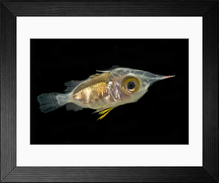 Framed Print : Larval Squirrelfish (family Holocentridae) Framed Print : Larval Squirrelfish (family Holocentridae)