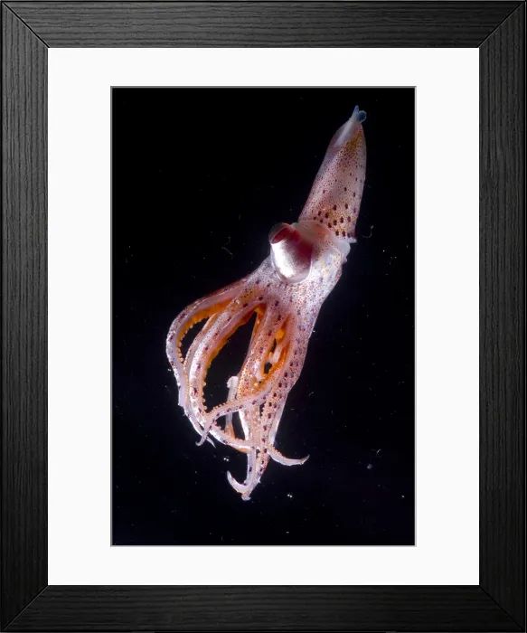 Framed Print : Mesopelagic Squid Framed Print : Mesopelagic Squid