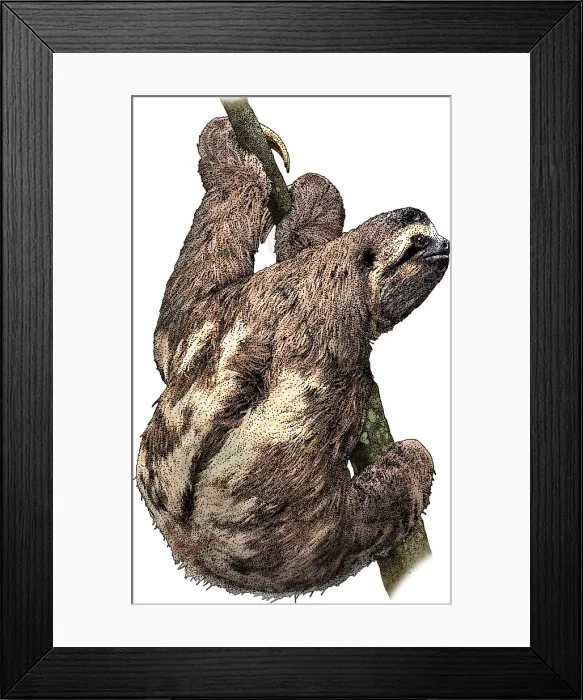 Framed Print : Brown Throated Sloth
