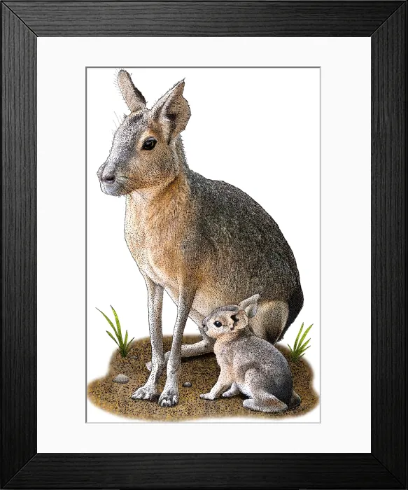 Framed Print : Patagonian Mara, D. Patagonum, Argentinian Rodent, Illustration