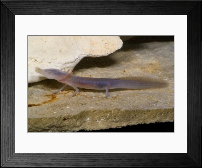 Framed Print : Texas Blind Salamander Framed Print : Texas Blind Salamander