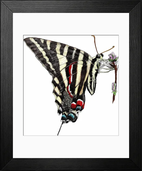 Framed Print : Zebra Swallowtail Butterfly Framed Print : Zebra Swallowtail Butterfly