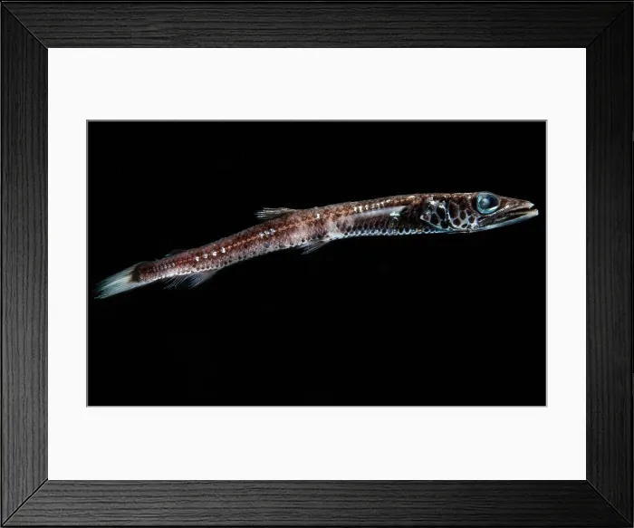 Framed Print : Deep-Sea Waryfish