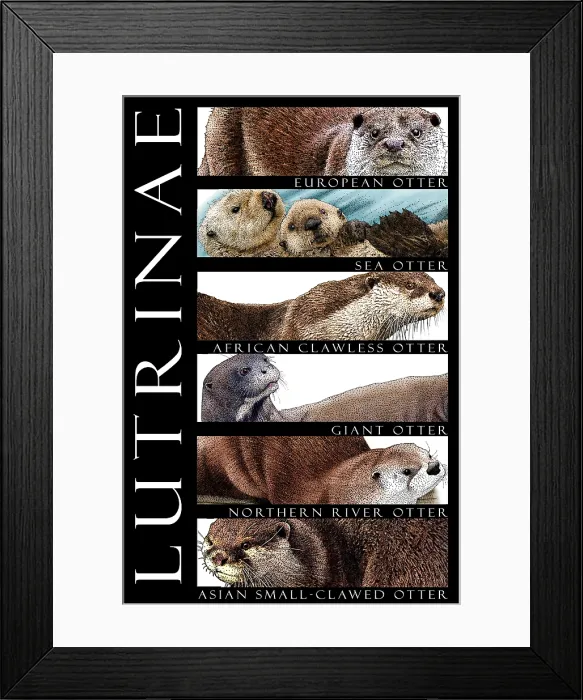 Framed Print : Otters of the World Framed Print : Otters of the World