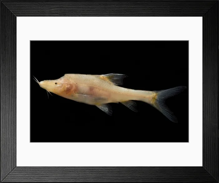 Framed Print : Double Horned Golden Line Barbel Framed Print : Double Horned Golden Line Barbel