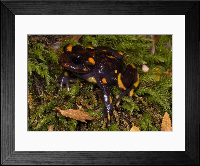 Framed Print : Chilean mountains false toad