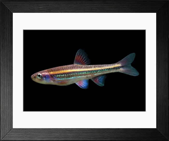 Framed Print : Rainbow Shiners (Notropis chrosomus) Framed Print : Rainbow Shiners (Notropis chrosomus)