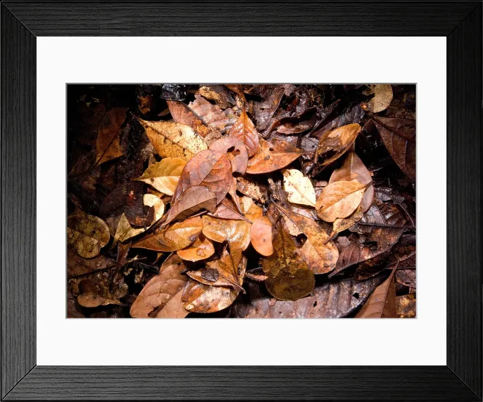 Framed Print : Bioluminescence