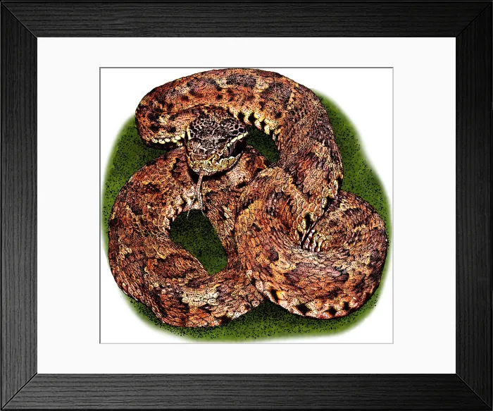 Framed Print : Japanese Mamushi Framed Print : Japanese Mamushi