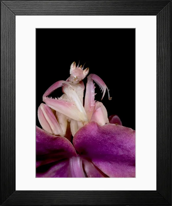 Framed Print : Orchid Mantis Framed Print : Orchid Mantis