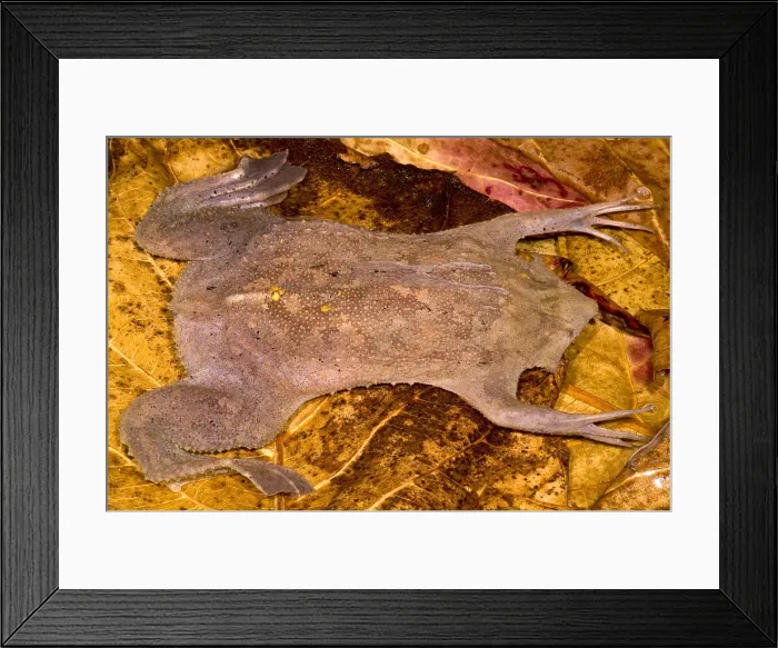 Framed Print : Surinam Toad Framed Print : Surinam Toad