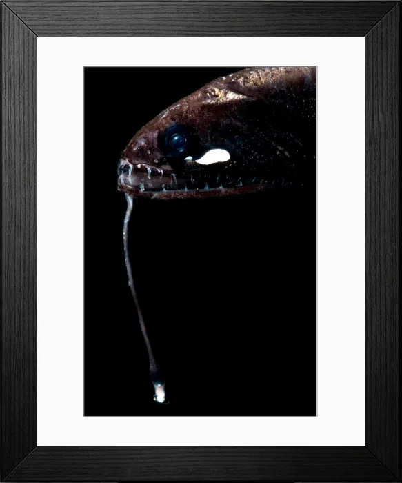 Framed Print : Sickle Snaggletooth Framed Print : Sickle Snaggletooth
