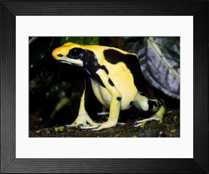 Framed Print : Dyeing Poison Frog Framed Print : Dyeing Poison Frog