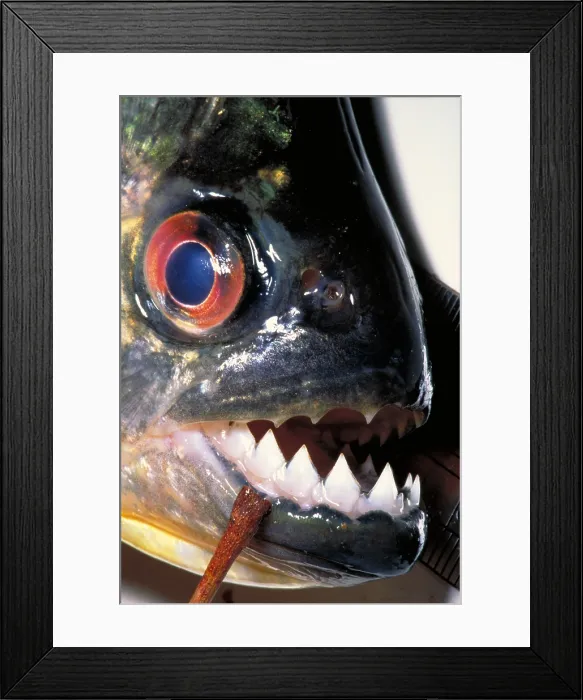 Framed Print : Piranha. Black piranha with red eyes (Serrasalmus rhombius). Cana Brava, Goias, Brazil