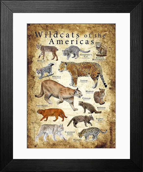 Framed Print : Wild Cats of the Americas Framed Print : Wild Cats of the Americas