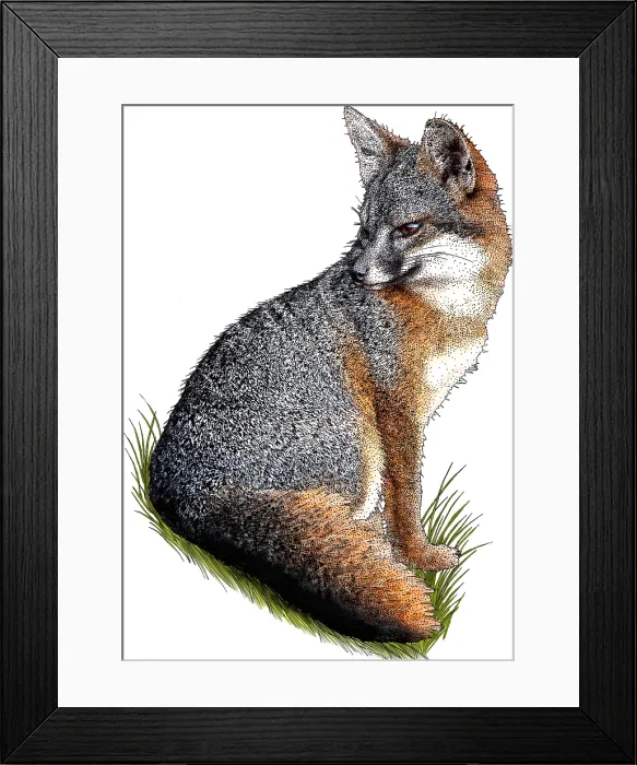 Framed Print : Santa Cruz Island Fox Framed Print : Santa Cruz Island Fox