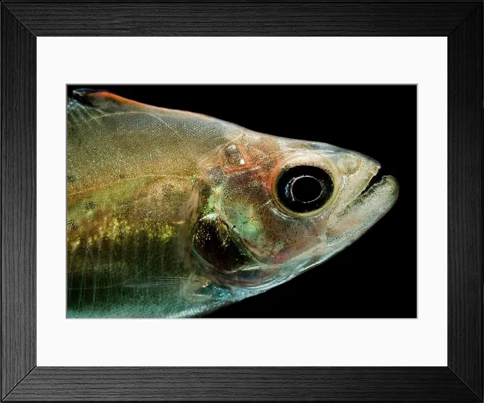 Framed Print : Black Piranha Framed Print : Black Piranha