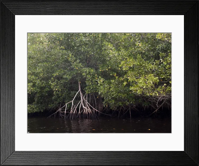 Framed Print : Red Mangrove Swamp, Florida Framed Print : Red Mangrove Swamp, Florida