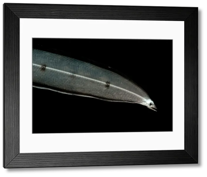 Framed Print : Larval Eel Framed Print : Larval Eel