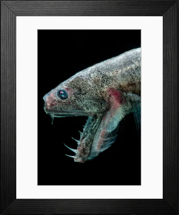 Framed Print : Sabertooth (Odontostomops normalops) Framed Print : Sabertooth (Odontostomops normalops)