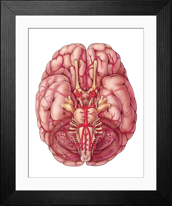 Framed Print : Arteries of the Brain, Illustration Framed Print : Arteries of the Brain, Illustration