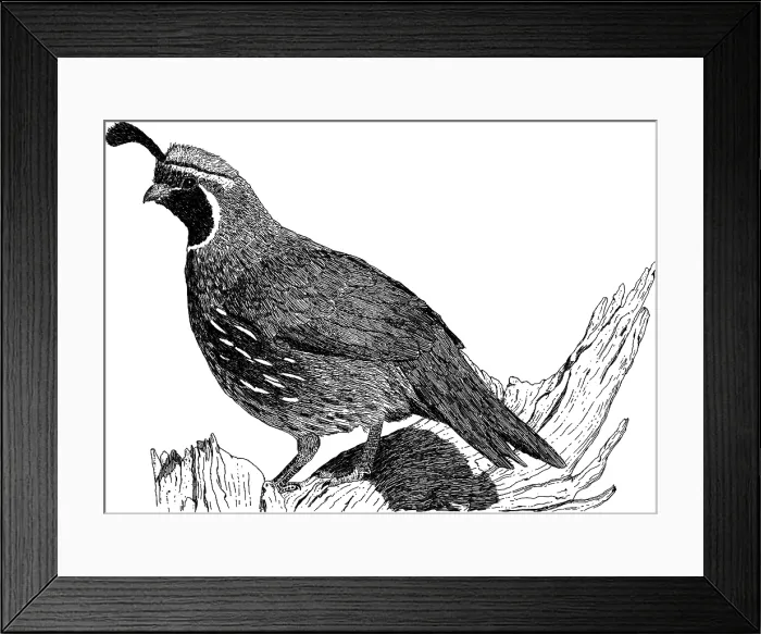 Framed Print : Gambel's Quail Framed Print : Gambel's Quail
