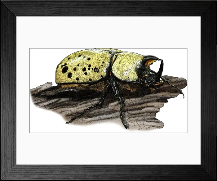 Framed Print : Eastern Hercules Beetle, Illustration Framed Print : Eastern Hercules Beetle, Illustration