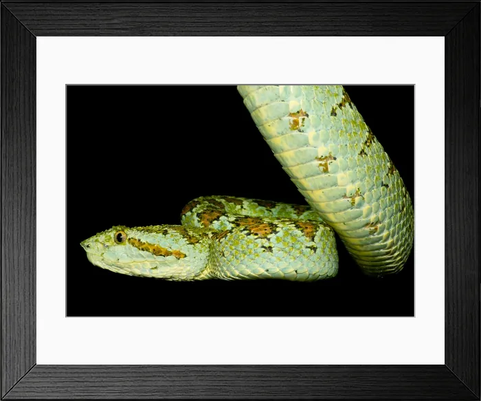 Framed Print : Blotched Palm Pitviper Framed Print : Blotched Palm Pitviper