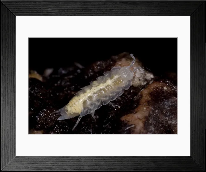 Framed Print : Isopods are crustaceans with species that live both on land and in the water Framed Print : Isopods are crustaceans with species that live both on land and in the water