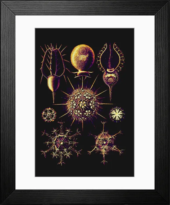 Framed Print : Radiolarians (after Ernst Haeckel)