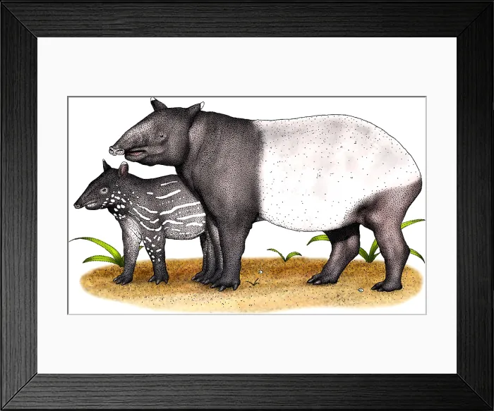 Framed Print : Malayan Tapir Framed Print : Malayan Tapir