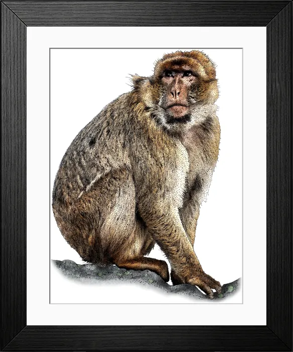 Framed Print : Barbary macaque Framed Print : Barbary macaque