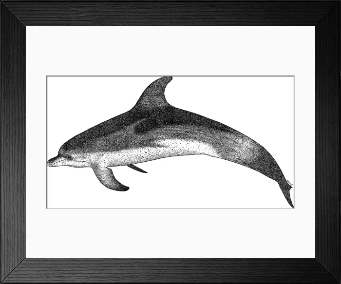 Framed Print : Atlantic Spotted Dolphin Framed Print : Atlantic Spotted Dolphin