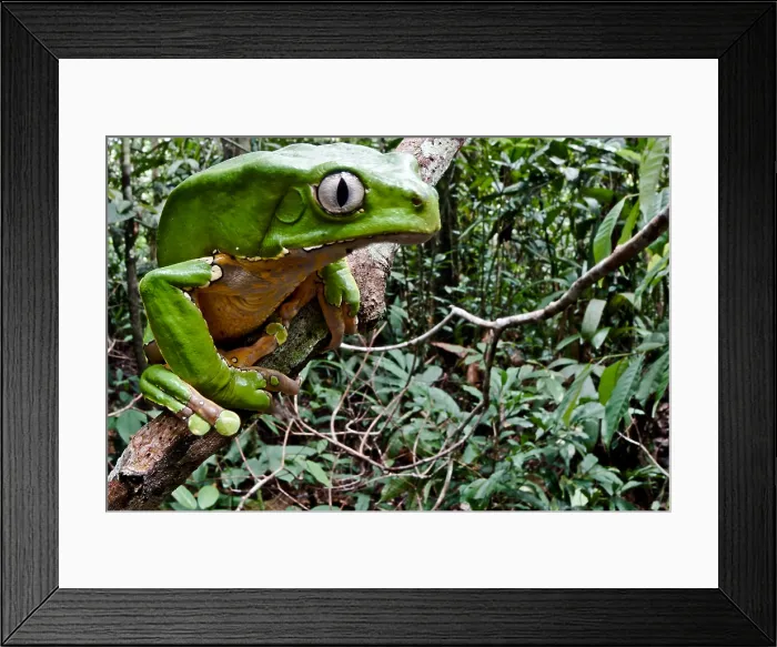 Framed Print : Giant monkey frog (Phyllomedusa bicolor) Framed Print : Giant monkey frog (Phyllomedusa bicolor)