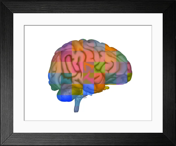 Framed Print : Brain. Illustration of the human brain Framed Print : Brain. Illustration of the human brain