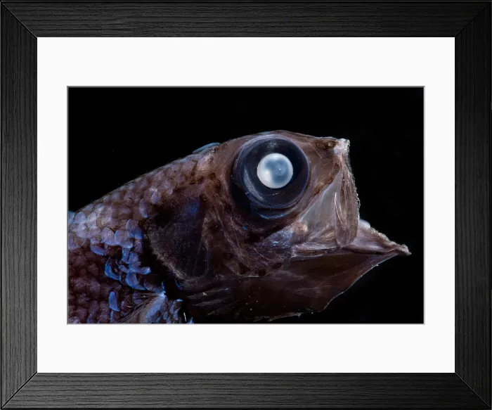 Framed Print : Palebelly Searsid (Barbantus curvifrons) Framed Print : Palebelly Searsid (Barbantus curvifrons)
