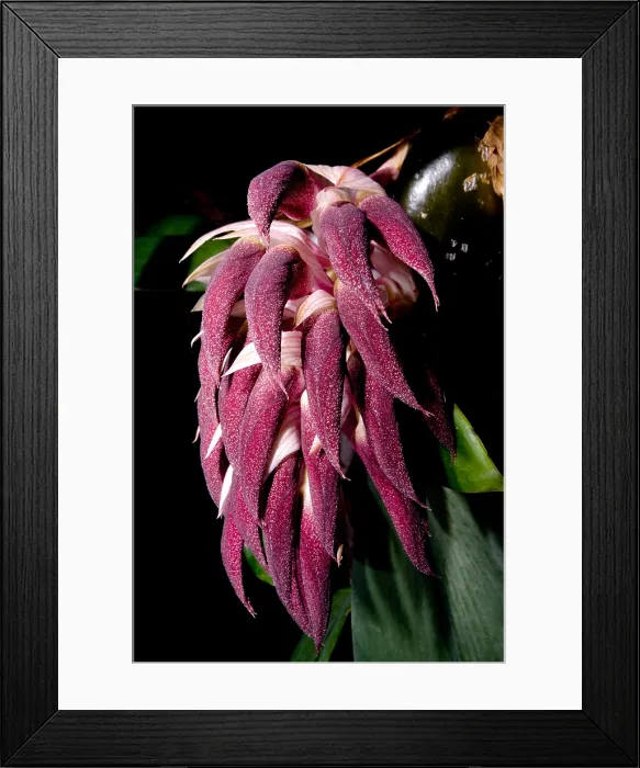 Framed Print : Bulbophyllum Orchid Framed Print : Bulbophyllum Orchid