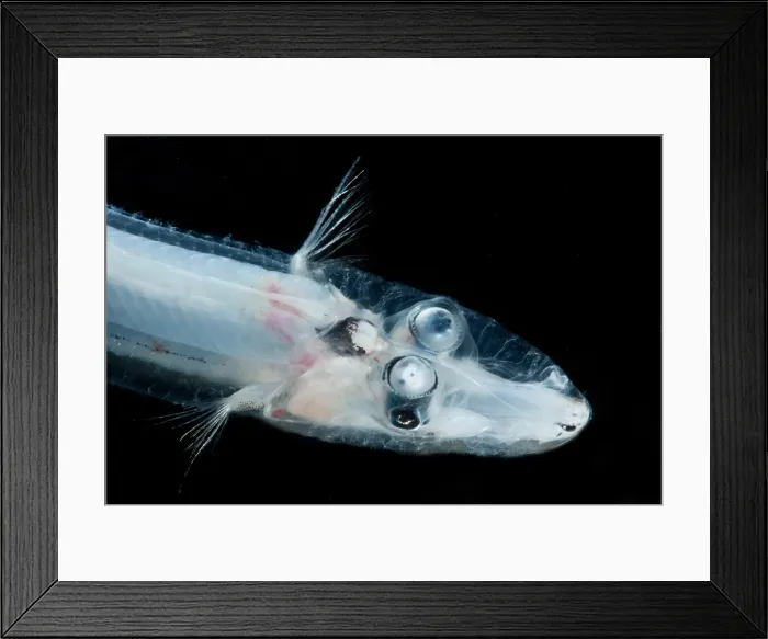 Framed Print : Brownsnout Spookfish (Dolichopteryx longipes) Framed Print : Brownsnout Spookfish (Dolichopteryx longipes)