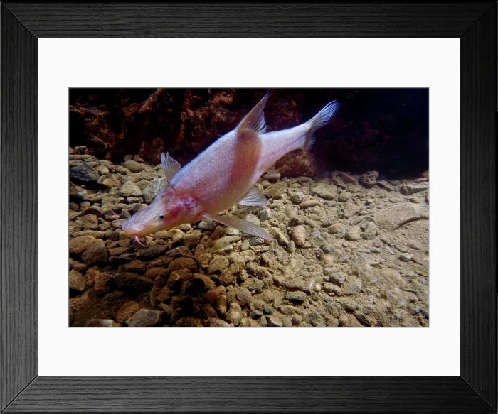 Framed Print : Small-eyed Golden Line Barbel (Sinocyclecheilus microphthalmus)